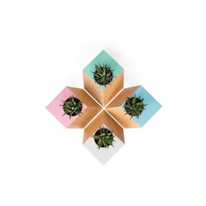 May include: Four geometrically-shaped planters, each with a succulent. Two planters are light teal, two are light pink, and one is white.  The planters are arranged in a cross pattern, showcasing a modern, minimalist design. Each planter is two-toned, with a light wood base and a painted top. The succulents are small and green, adding a pop of color to the design. These decorative planters are ideal for modern home decor and small plant lovers.