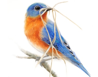 Bluebird  - Giclee Print of watercolor painting