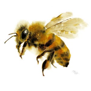 Honey Bee watercolor painting - Giclee Print. Nature Illustration. Honey Bee, Flying bee, Lovely Bee art