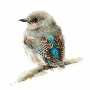 Bluebird  - Giclee Print of watercolor painting. Mountain Bluebird Female. Nature or Bird Illustration,  Dorm Wall Decor