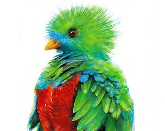 Quetzal Art Print
