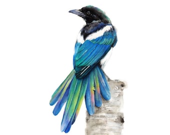 Magpie Art Print - Watercolor Giclee Print. Black-billed Magpie Illustration. Small Gift Dorm Decor Wall