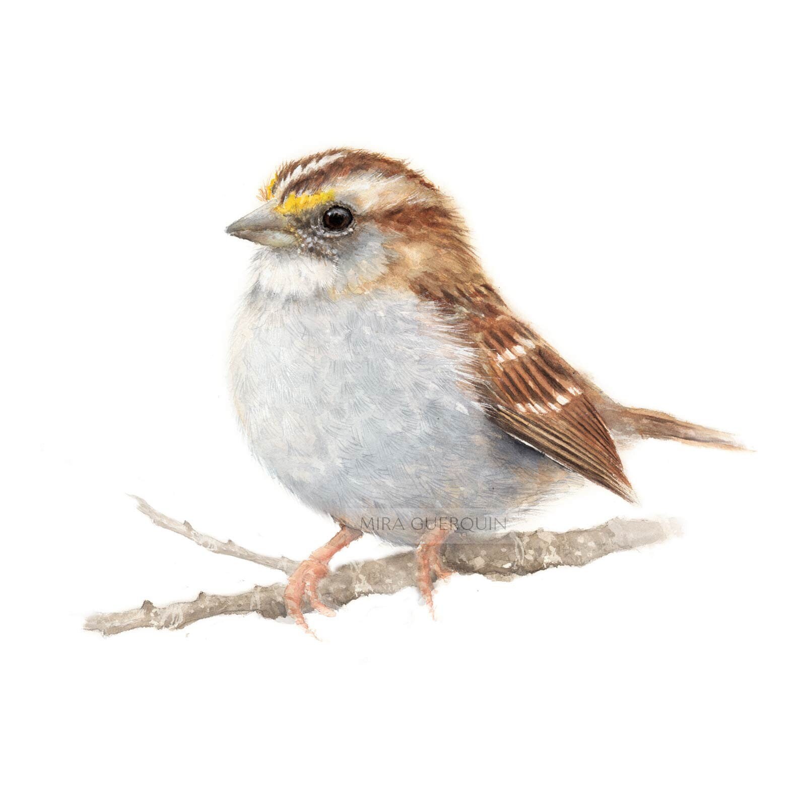 Gorrión garganta juvenil Bird de pintura de - Etsy España