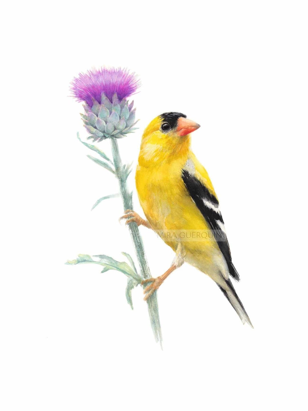 American Goldfinch Watercolor Art Print - Etsy
