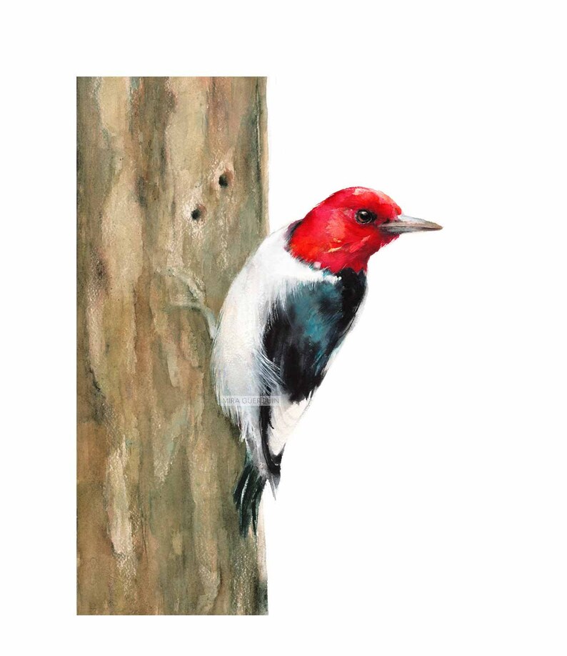 Red-headed Woodpecker Watercolor Giclee Print Wildlife - Etsy