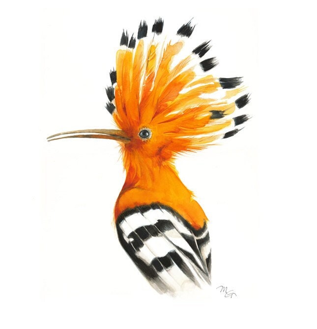 Hoopoe Watercolor, Bird Print, Bird Art, Bird Illustration, Animal  Illustration, Orange Bird, Hoopoe Messenger, Hudhud - Etsy