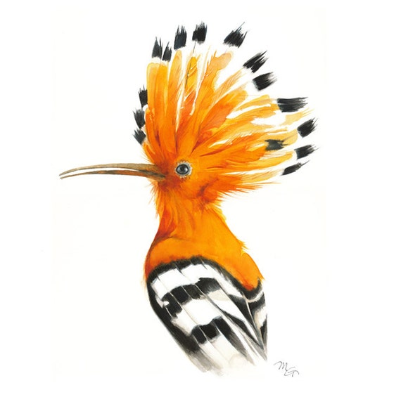 Aquarelle Doiseau Huppe Oiseau Peinture Aquarelle Huppe Impression Art Doiseau Oiseau Illustration Illustration Animal Oiseau Orange