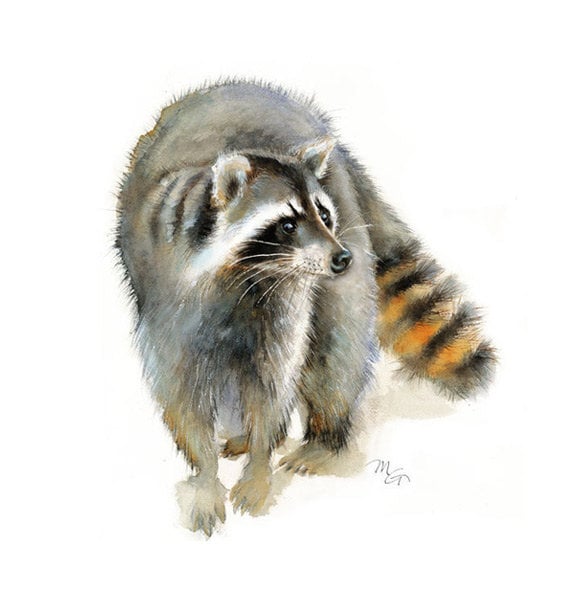 Racoon Portrait Canvas Picture Giclee Print Unframed Home Decor Wall Art