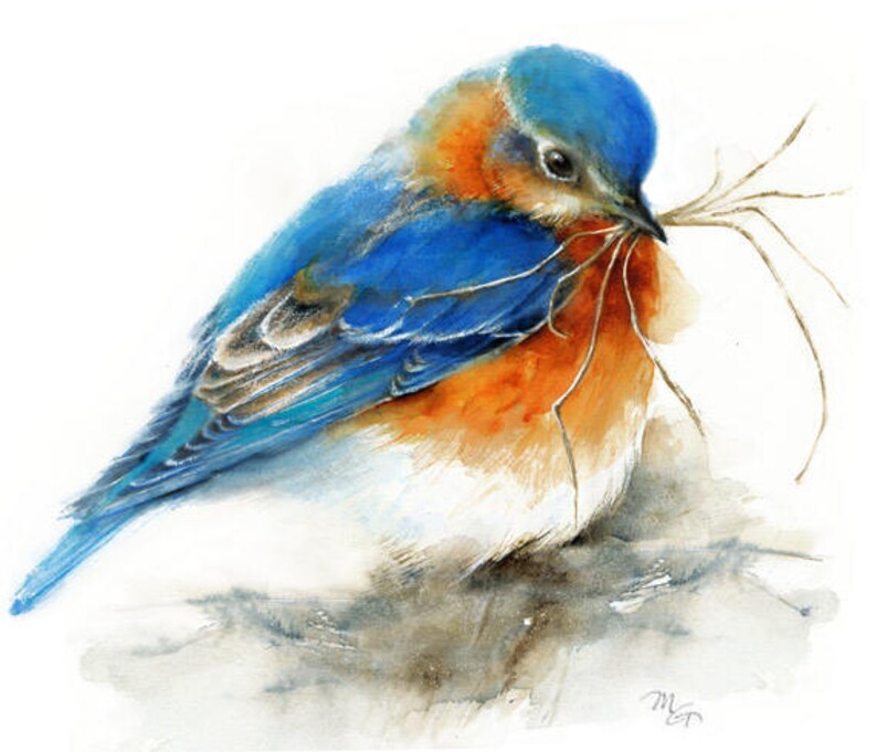Eastern Bluebird watercolor painting   Giclee Print. Bird image 1