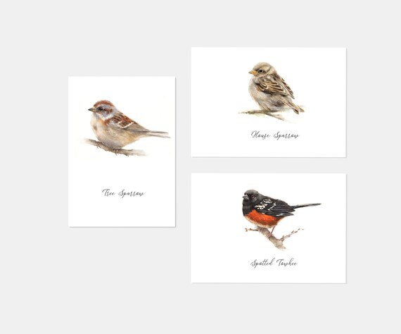 5x7 Giclee Print of Male House Sparrow