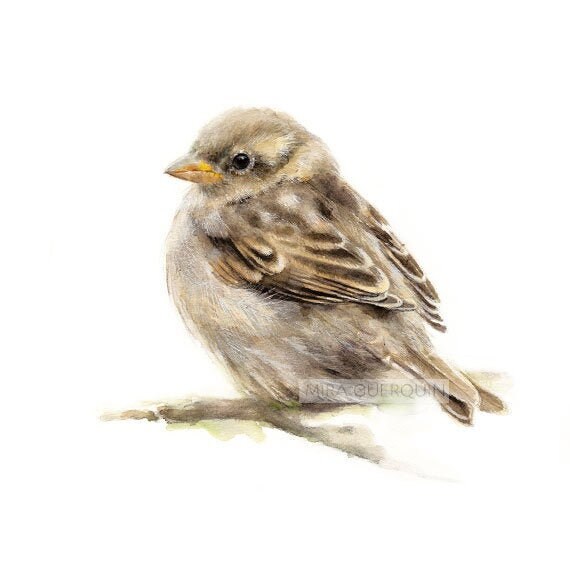 5x7 Giclee Print of Male House Sparrow