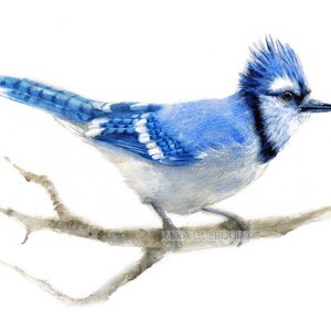 Blue Jay Art Print Of Watercolor Painting Blue Bird Etsy Blue Jay Art Print Of Watercolor Painting Blue Bird Etsy