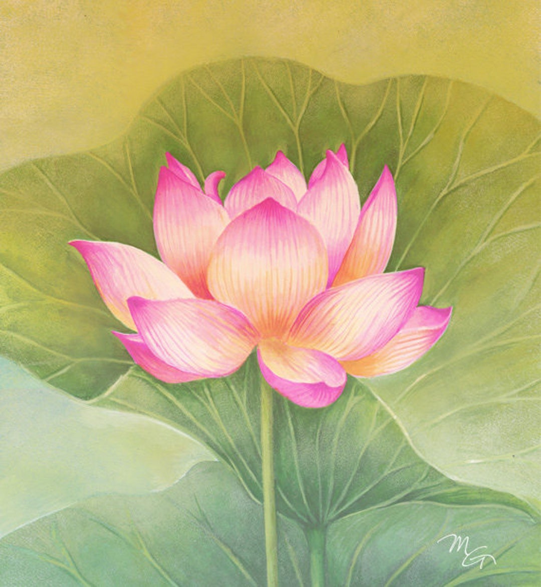 Fleur De Lotus Dessin Couleur Rose Lotus fleur peinture aquarelle Art Print Art pour - Etsy France