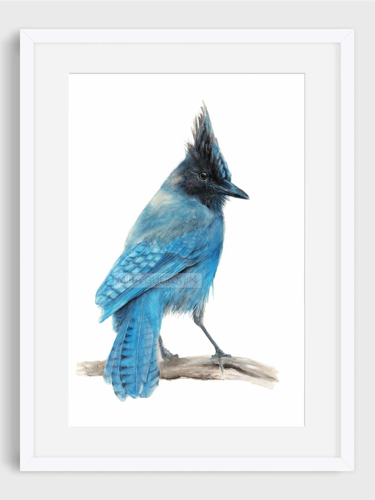 Steller's Jay Watercolor Art Print | Etsy