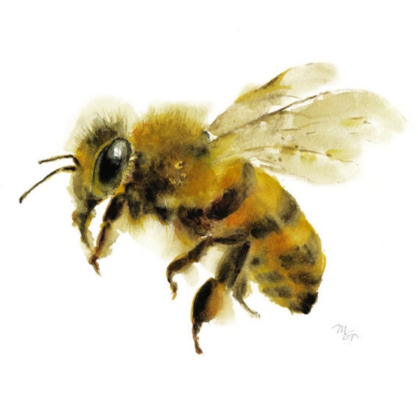 Honigbiene Aquarellmalerei - Kunstdruck. Natur Illustration. Honigbiene, Fliegende Bienen, Schöne Bienenkunst