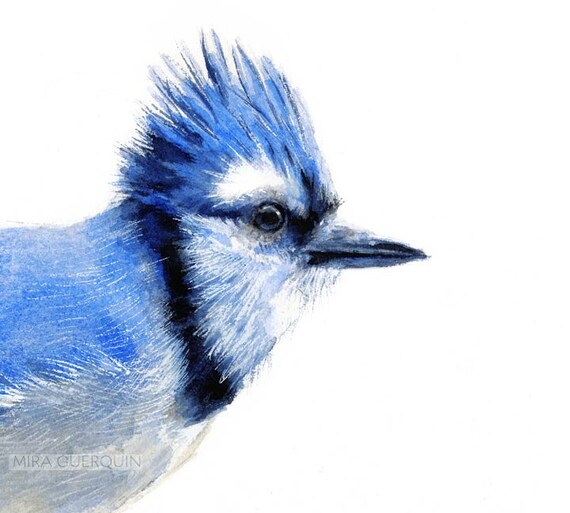 Blue Jay Art Print Of Watercolor Painting 5x7 Blue Bird Etsy