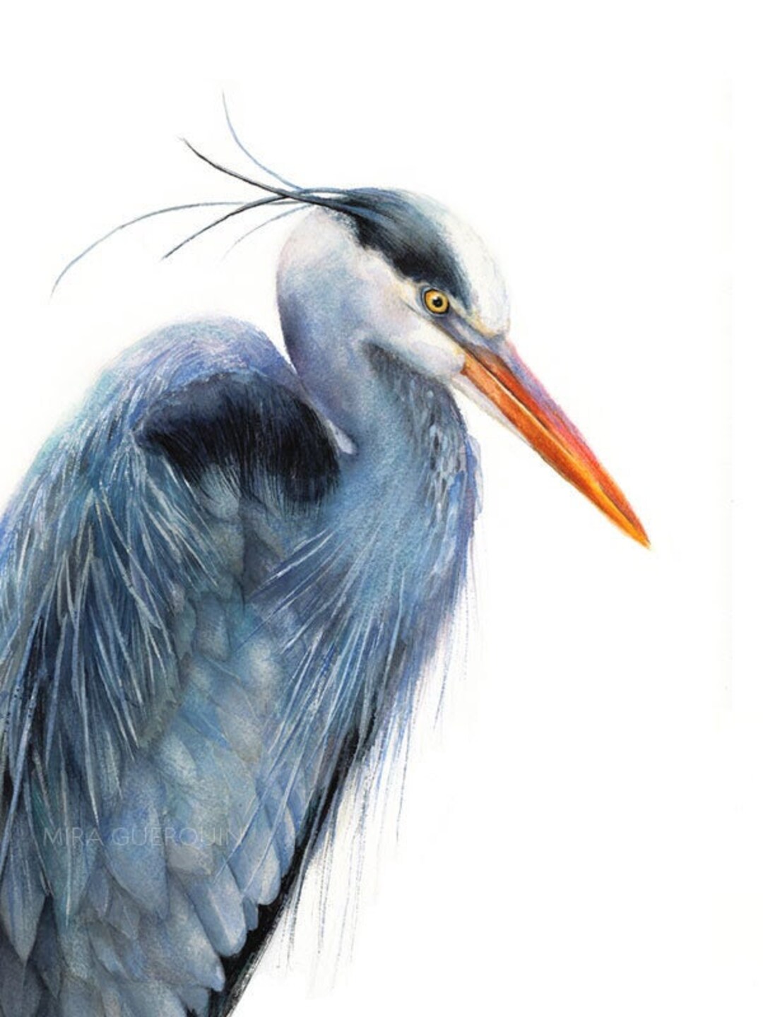 Great Blue Heron Watercolor Archival Print - Etsy