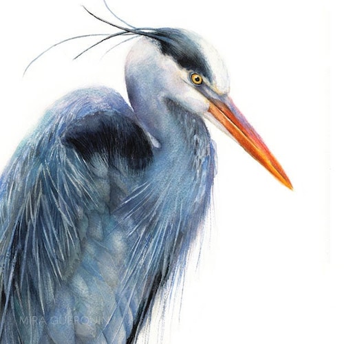 GREAT BLUE HERON Art Print / Poster Watercolor Design Etsy