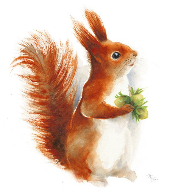 Squirrel watercolor - print of watercolor painting. Nature or Animal  Illustration. Red, Orange.
