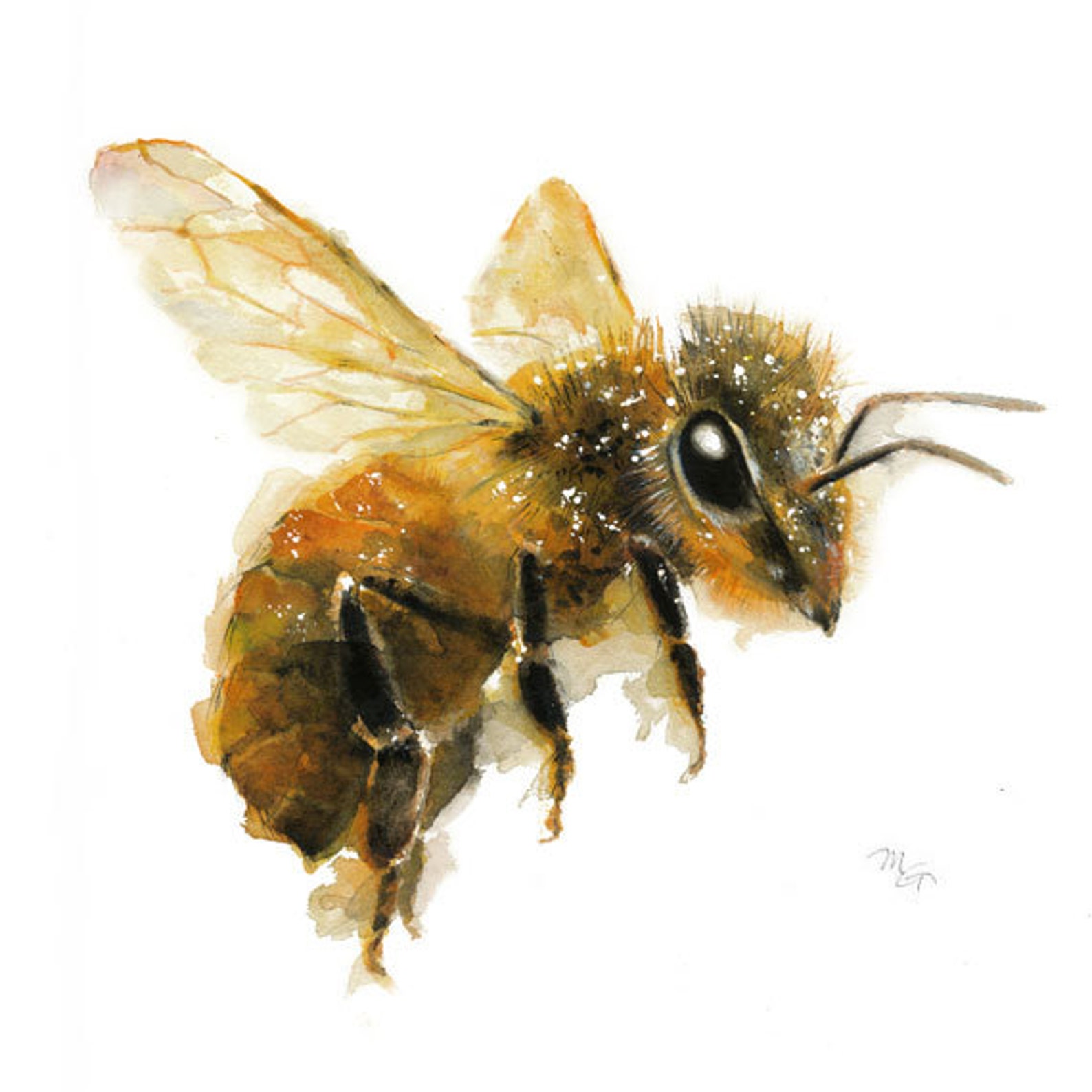Honey Bee Painting Art Print. Nature Illustration. Honey Etsy