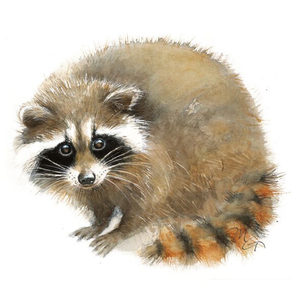 Raton Laveur Bebe Raton Laveur Peinture Aquarelle Art Etsy France