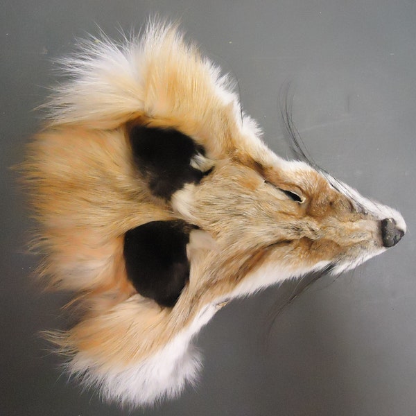 Red Fox Face Fur