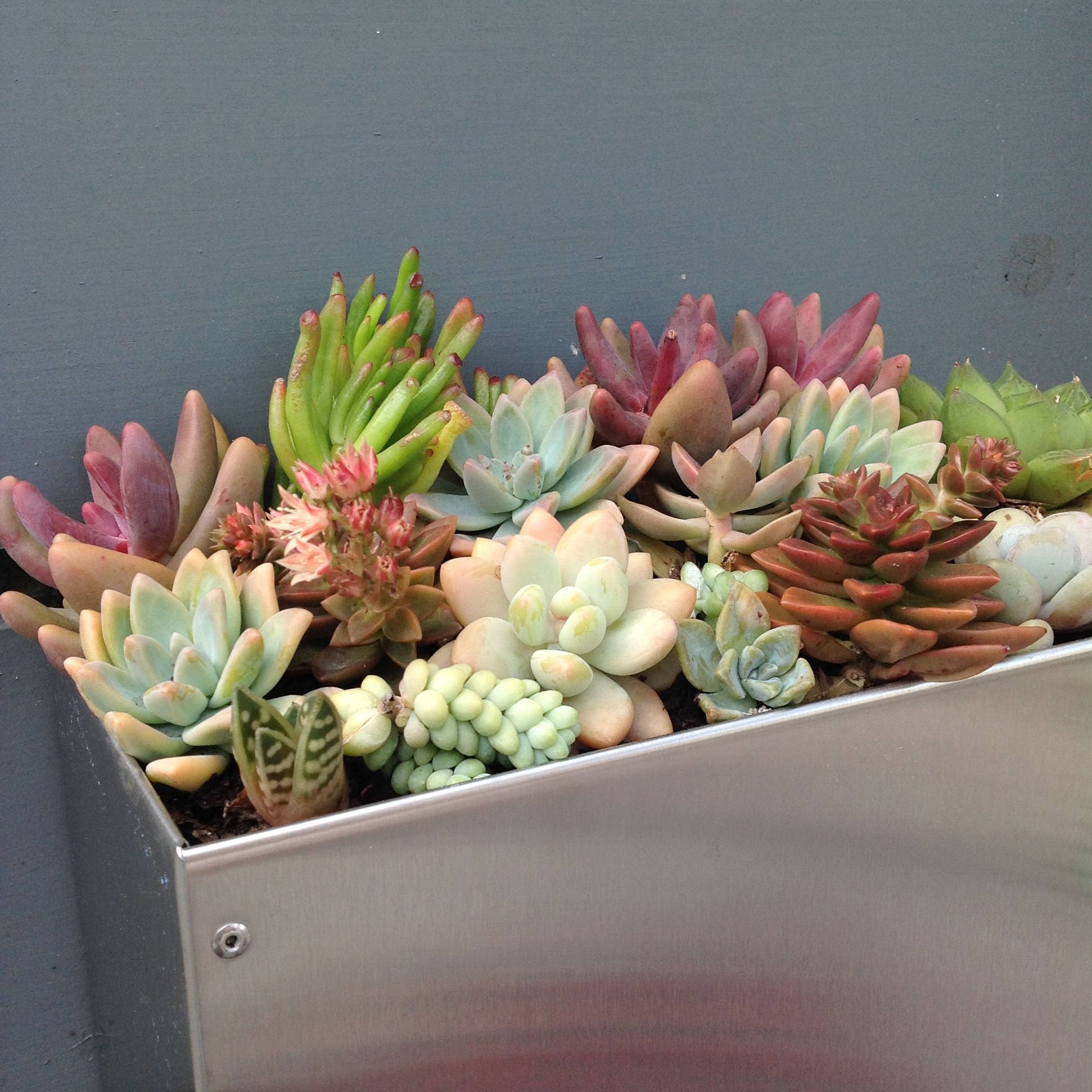 Stainless Steel Hanging Planter Box/ Horizontal Fence Planter