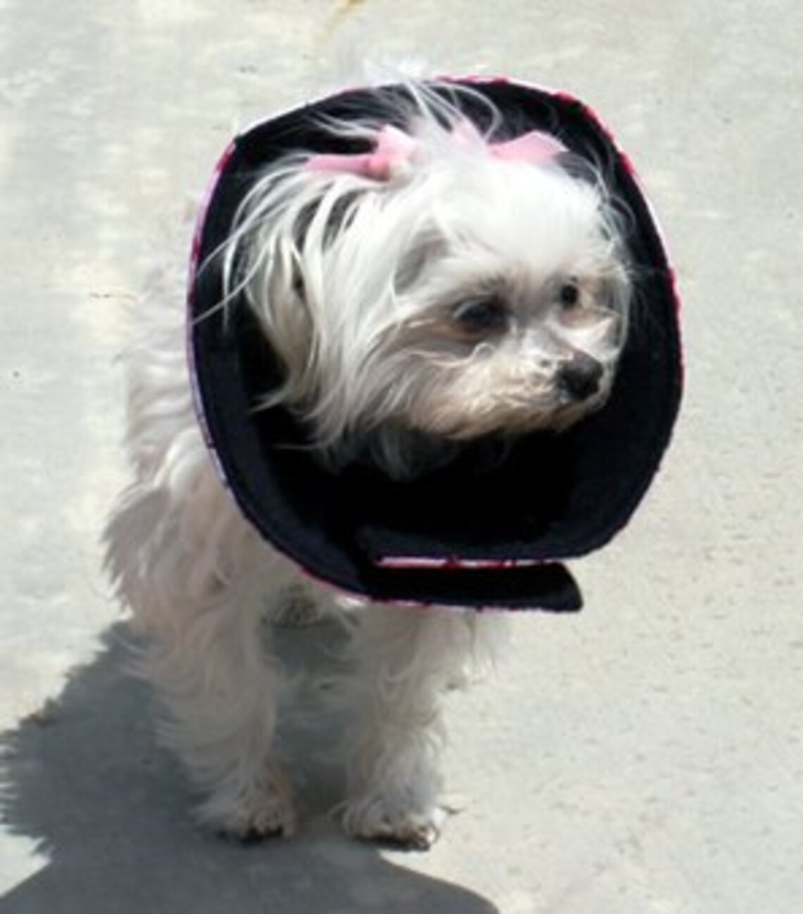 Soft Elizabethan Collar for Dogs and Cats Pet Recovery Cone Etsy