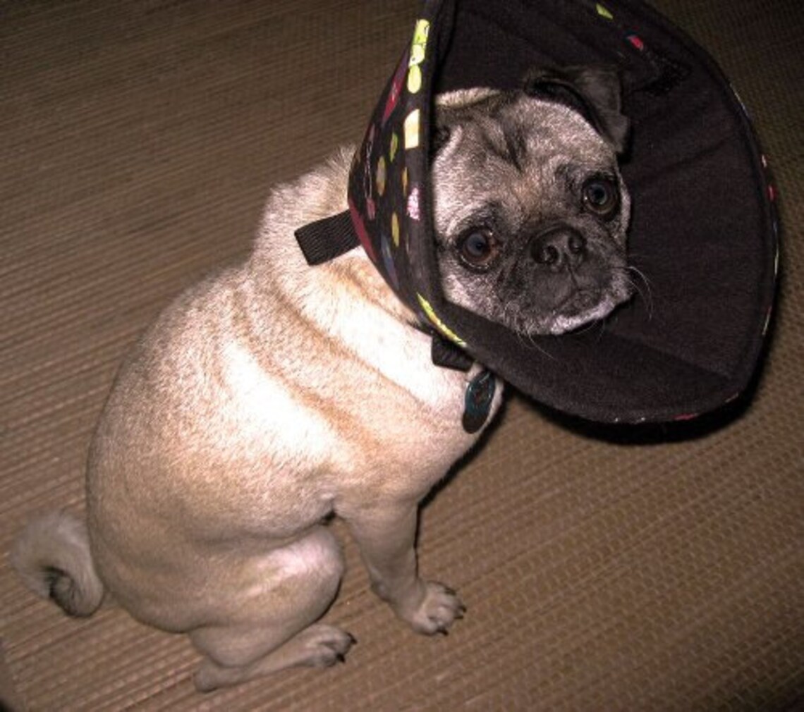 Soft Elizabethan Collar for Dogs and Cats, Pet Recovery Cone Hawaiian