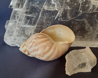 Selenite Crystal and Seashell Home Decor Display / Meditation Healing Stone / White Crystal Selenite Natural Gem / Raw Crystal Gemstone