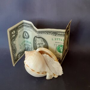 Crystal Selenite and Seashell Home Decor Display / Meditation Healing Stone / White Crystal Selenite Natural Gem / Raw Crystal Gemstone