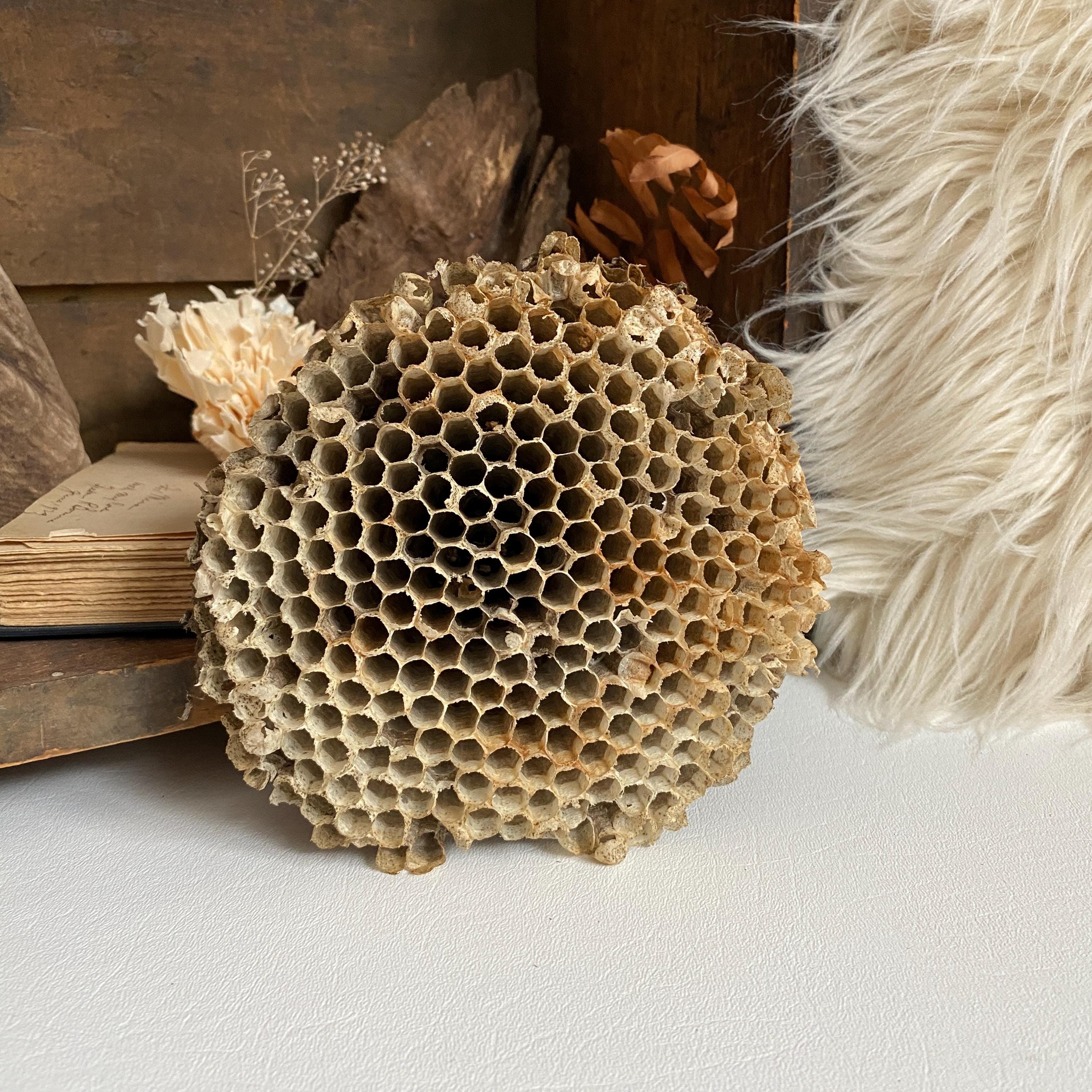 Paper wasp nest - Etsy 日本