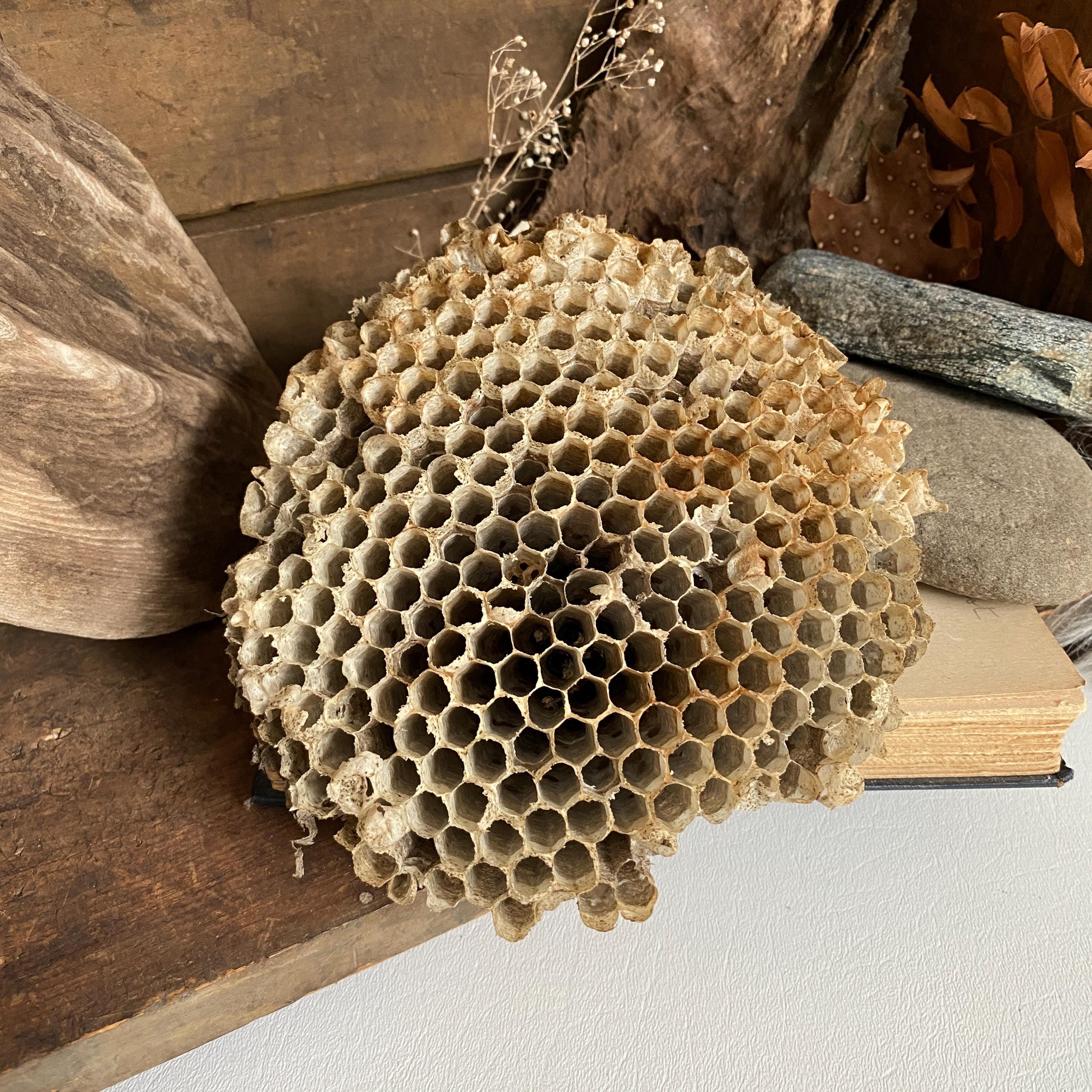 Bald-faced Hornet Comb: Naturally Dried Nature Piece Specimen - Etsy
