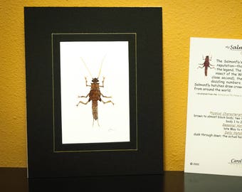 Salmonfly Nymph Watercolor/Pen & Ink Illustration - Open Edition Giclee Print