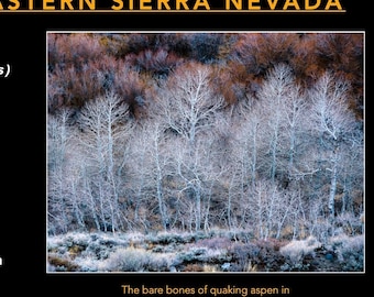 Ghost Trees of the Eastern Sierra Nevada