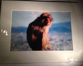 A Cosmopolitan Monkey - Wildlife Photo Print (12" x 8")