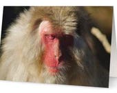 Japanese Macaque Monkey Wildlife Photograph Blank Greetings Card