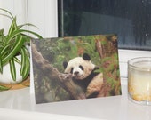 Giant Panda Wildlife Photograph Blank Greetings Card