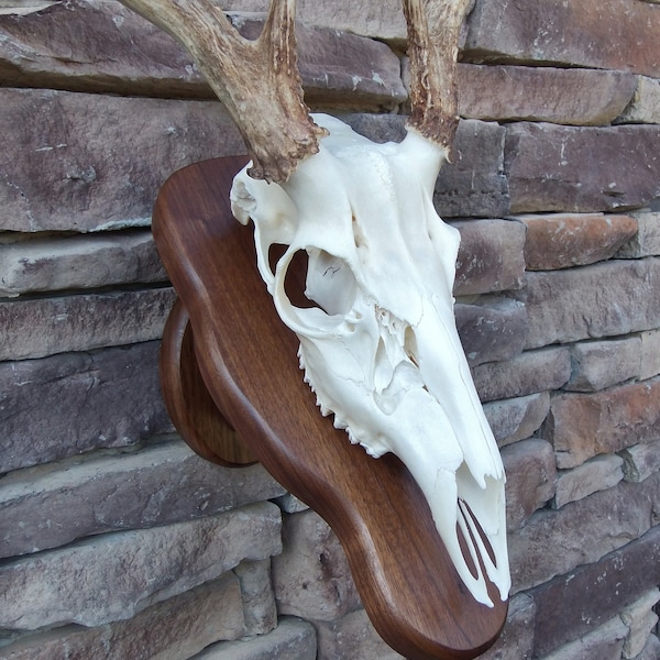 European Mount Kits Etsy