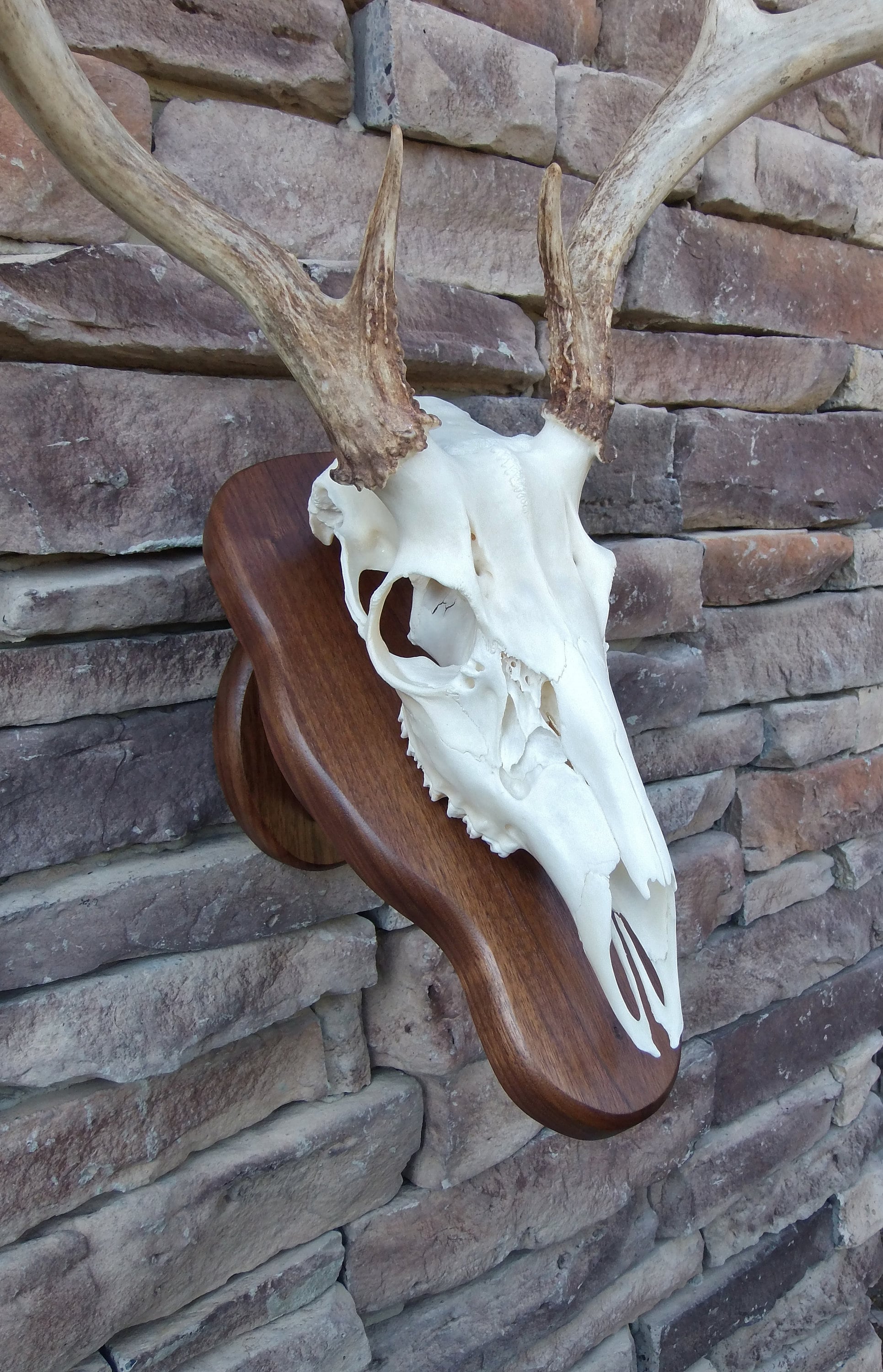 Deer Skull Display Etsy