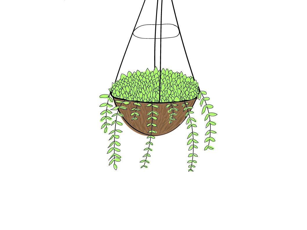 Hanging Plant Digital Drawing Etsy