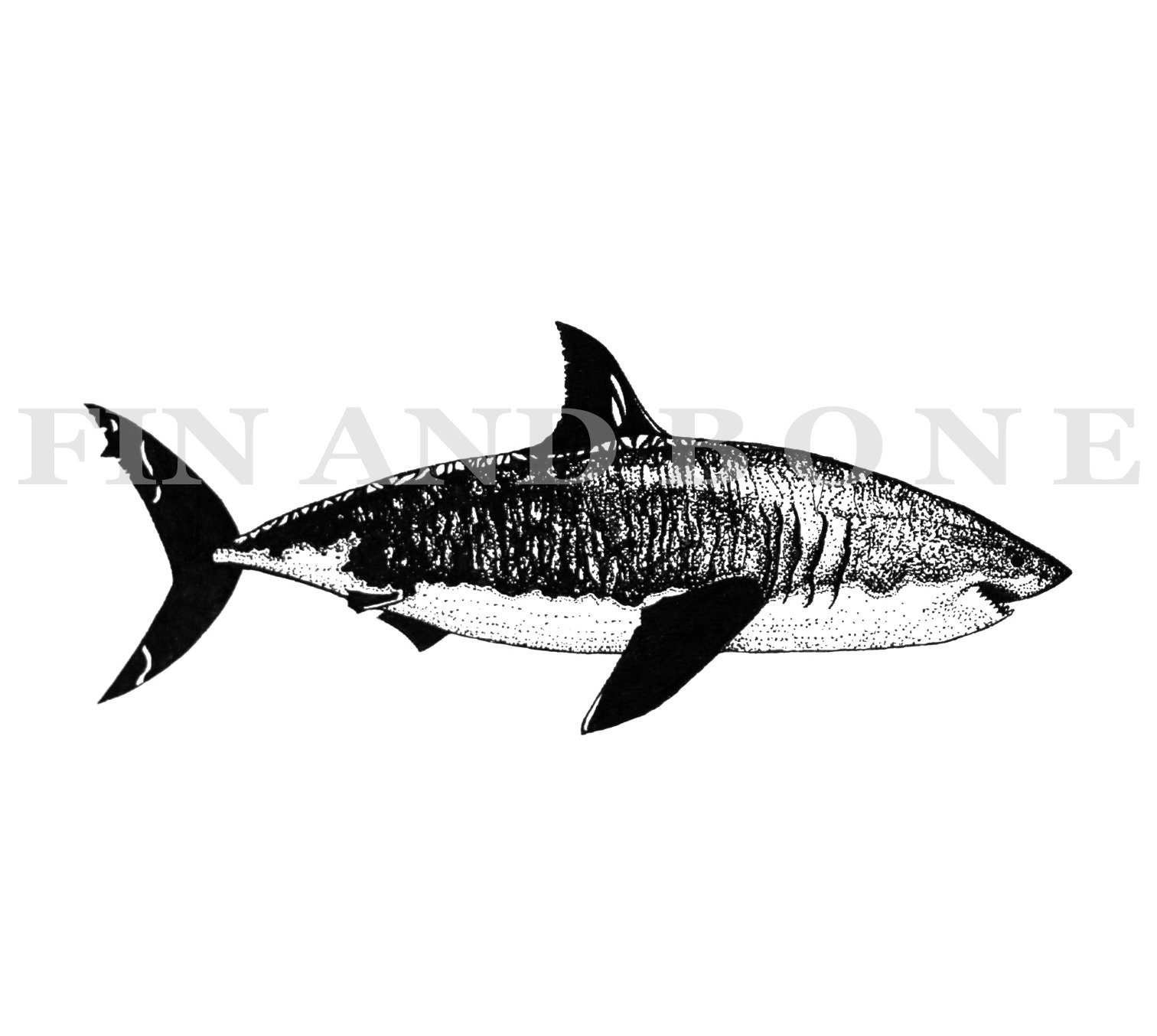 Gran tiburón blanco, dibujo de tiburón a pluma y tinta, impresión de bellas  artes, arte de tiburón realista - Etsy México, image size:1512x1354