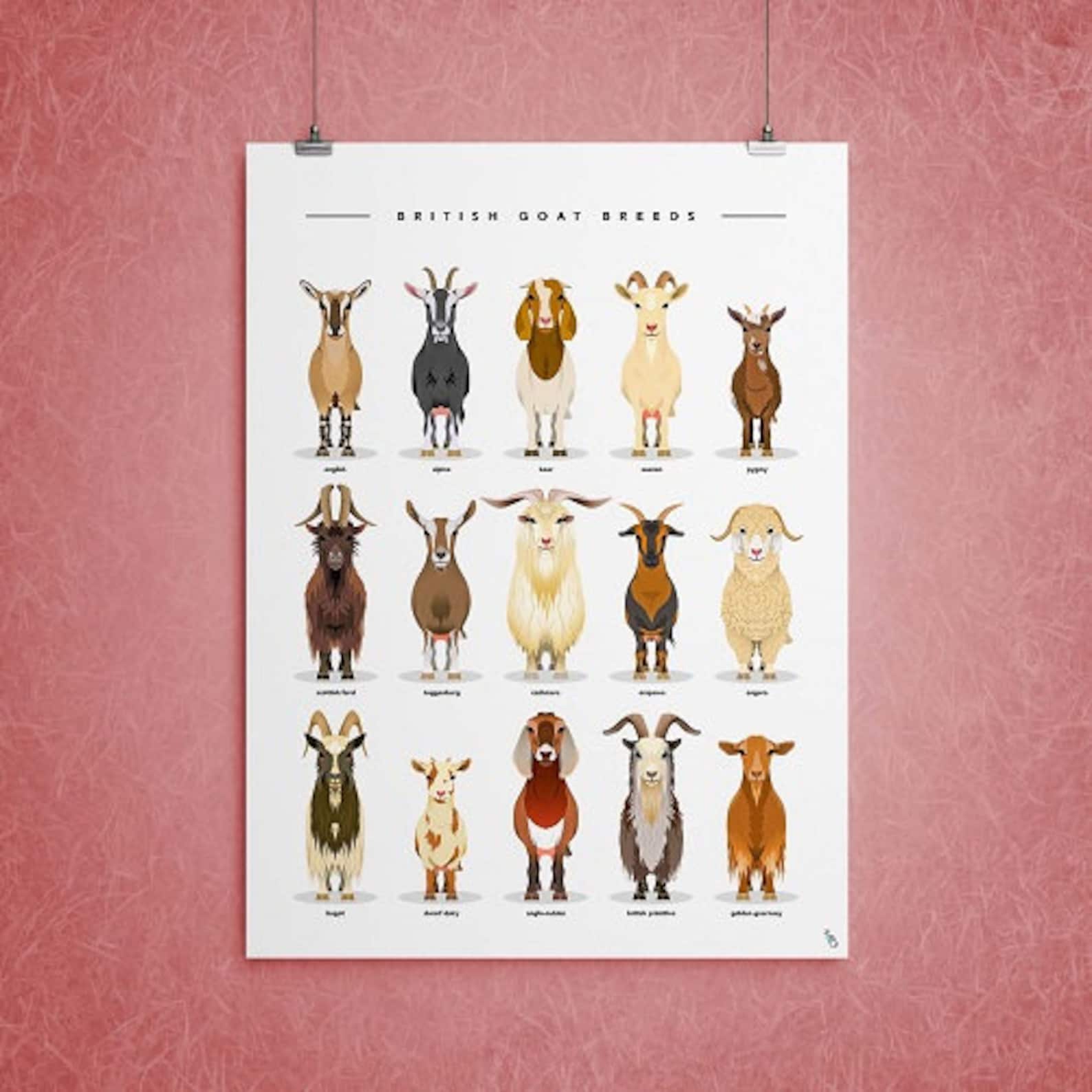 British Goat Breeds Print Goat Print Goat Breeds Poster Etsy