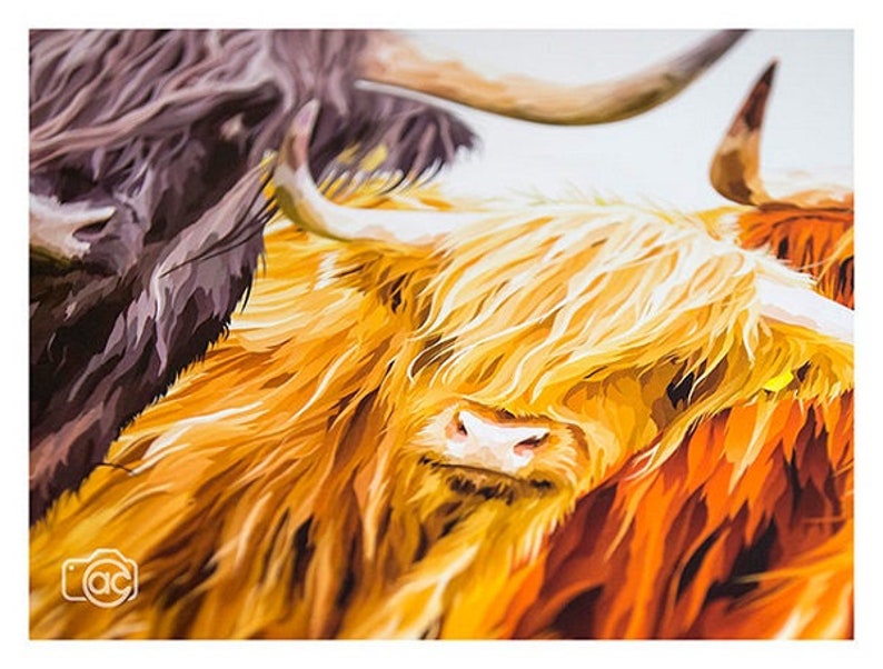 highland cow picture painting