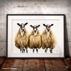 Scotch Mules Schaf Gemälde - Mules Schafe Kunstdruck - Trio Schaf Druck - Wollschafe Malerei - Scottish British Mules Trio Schaf Kunstdruck