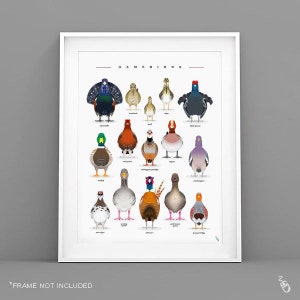 Lámina de aves de caza británicas - Lámina de aves de caza - Póster de aves de caza - Regalo para guardabosques - Lámina de faisán - Láminas de vida silvestre - Lámina artística para habitación infantil