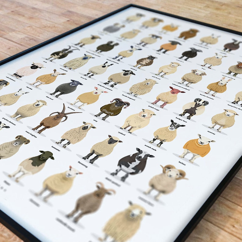 Sheep Breeds Print Ultimate Sheep Poster Sheep of the Etsy UK