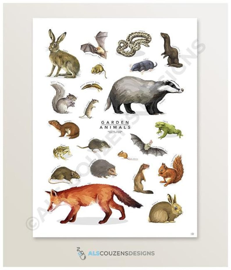 British Wildlife Print Animal Art Wildlife Print Nature Etsy