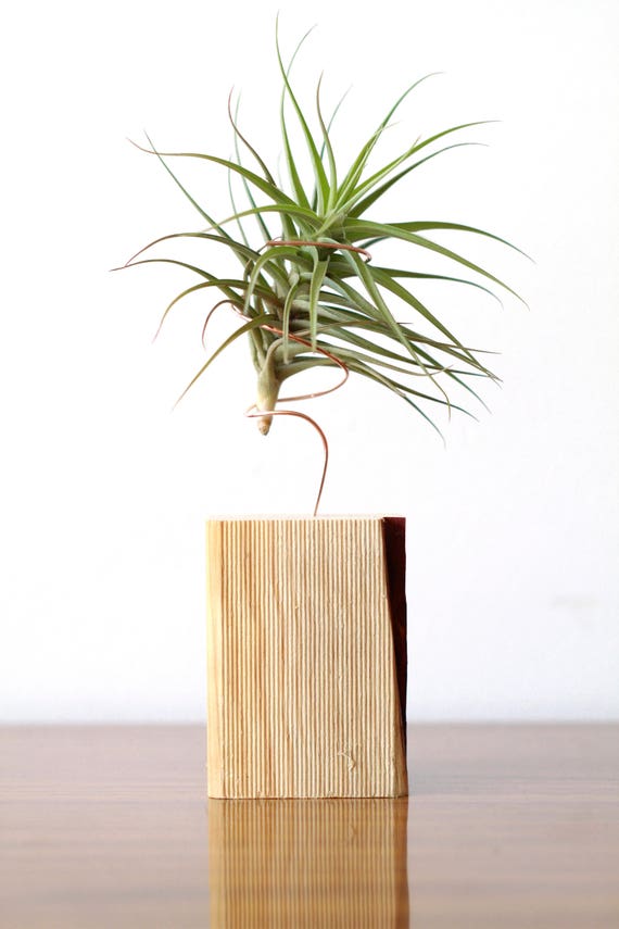 Items similar to Modern Air Plant Stand Wood and Copper