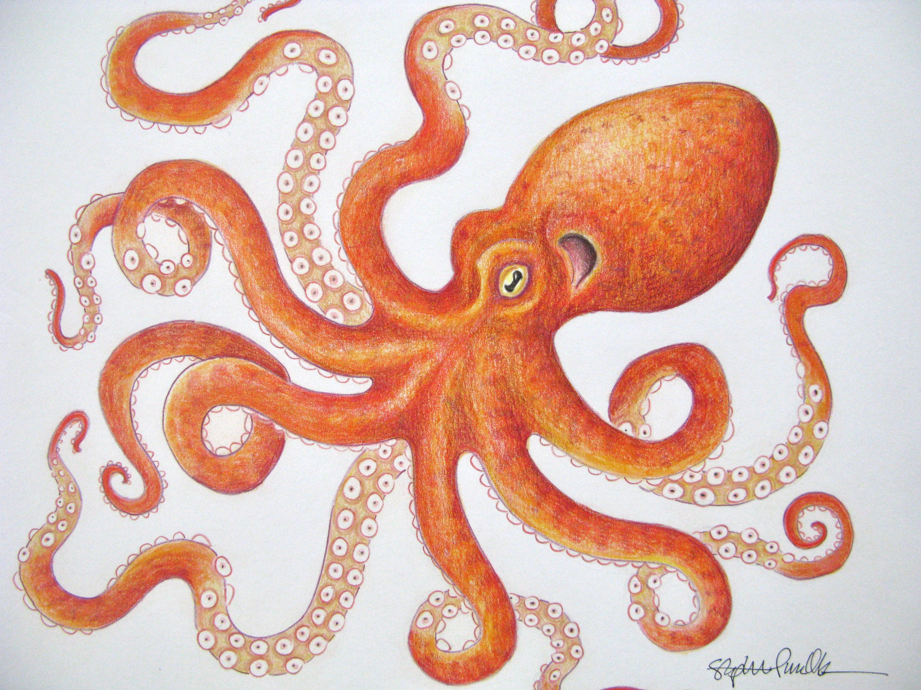 Tangled orange octopus, original colored pencil drawing
